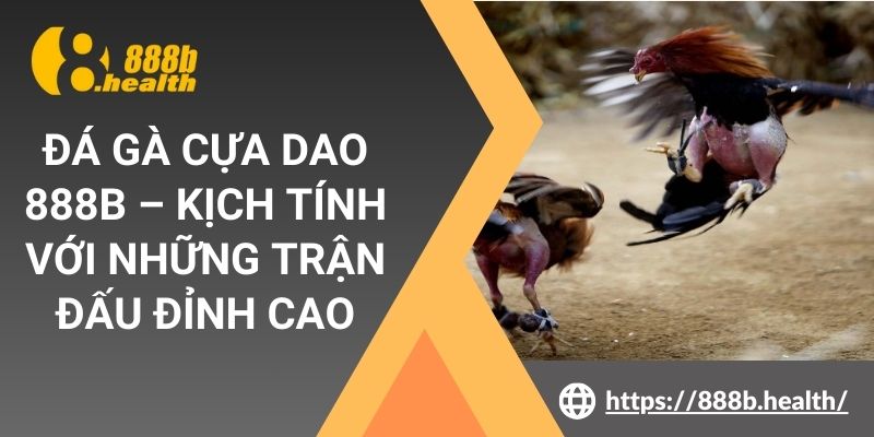 Đá Gà Cựa Dao 888B – Kịch Tính Với Những Trận Đấu Đỉnh Cao