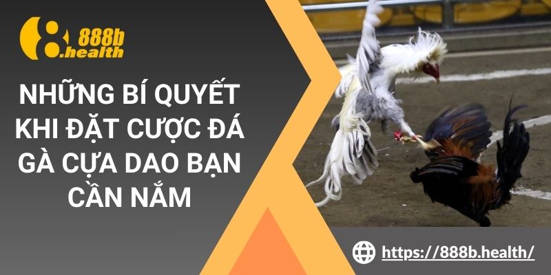 Những bí quyết khi đặt cược đá gà cựa dao bạn cần nắm