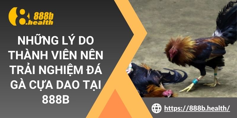 Những lý do thành viên nên trải nghiệm đá gà cựa dao tại 888B