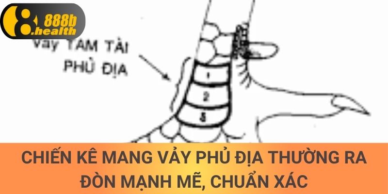 Chiến kê mang vảy phủ địa thường ra đòn mạnh mẽ, chuẩn xác