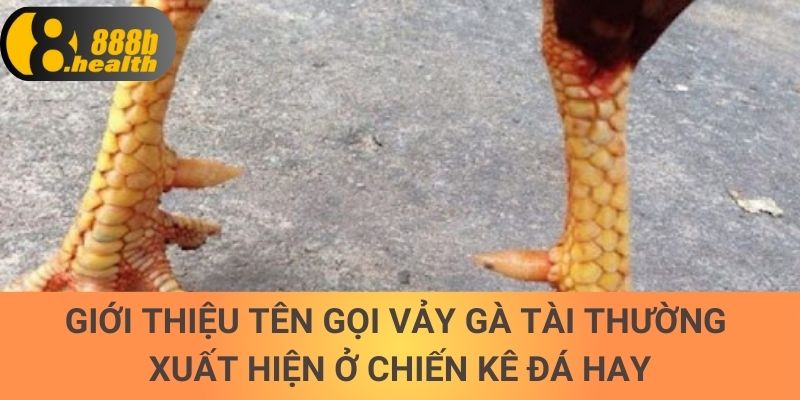 Giới thiệu tên gọi vảy gà tài thường xuất hiện ở chiến kê đá hay