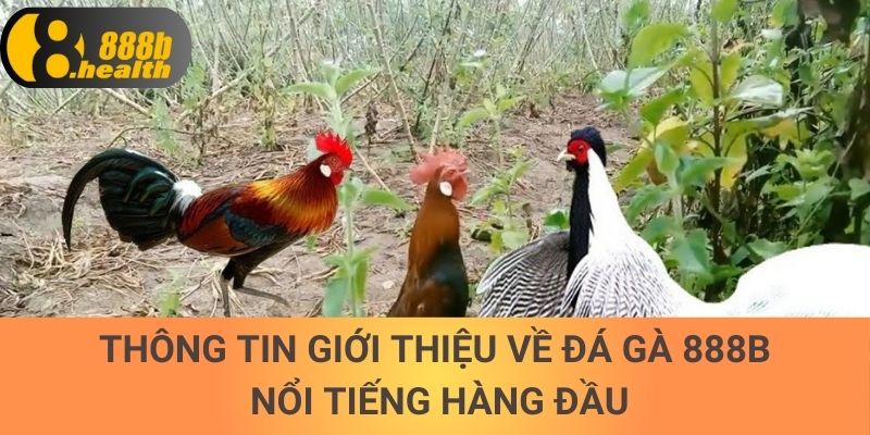 Thông tin giới thiệu về đá gà 888b nổi tiếng hàng đầu