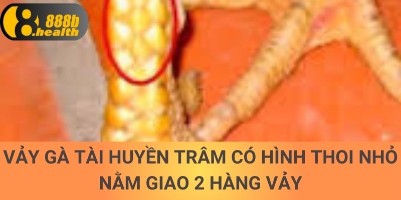 Vảy gà tài huyền trâm có hình thoi nhỏ nằm giao 2 hàng vảy