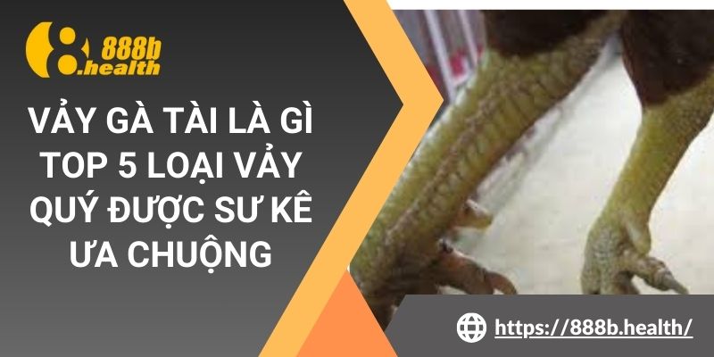 Vảy Gà Tài Là Gì | Top 5 Loại Vảy Quý Được Sư Kê Ưa Chuộng