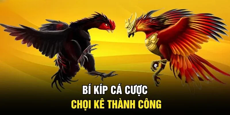 Đá Gà 888B| Bật Mí 5 Hình Thức Chọi Kê Thú Vị Nhất